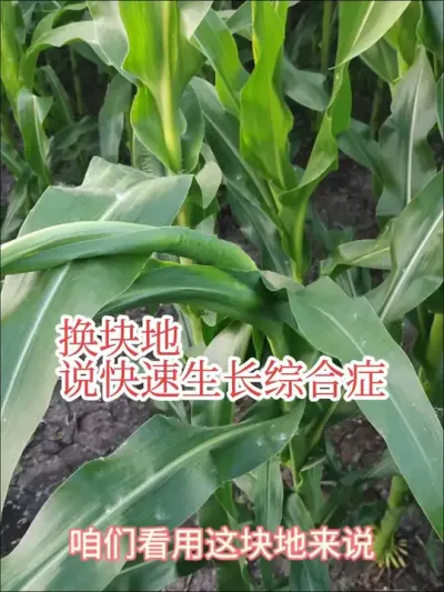 #来抖音学农技#玉米卷叶#玉米快速生长综合症 这种卷叶和药害的卷叶不一样，大家不用担心。