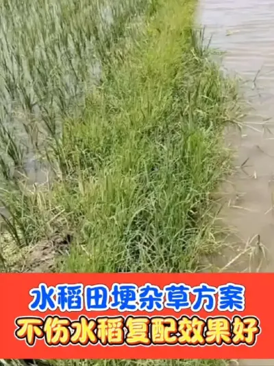 水稻田埂杂草多元复配组合 一套一桶水，打匀打透打仔细#水稻田埂 #水稻种植 #水稻 #农资肥料 #水稻高产技术