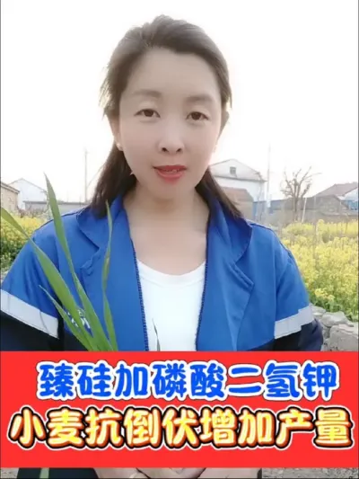 小麦如何安全抗倒增产 小麦拔节孕穗期用臻硅加磷酸二氢钾，抗倒一流还增产#小麦种植 #农资肥料 #农资店 #小麦 #小麦价格