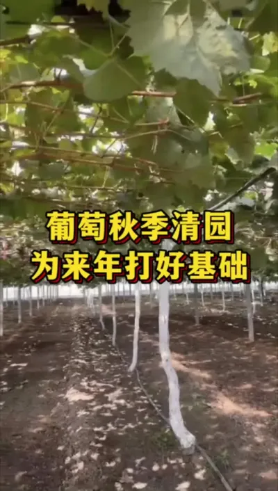 葡萄秋季清园，为来年打好基础#农业种植 #三农 #果树种植