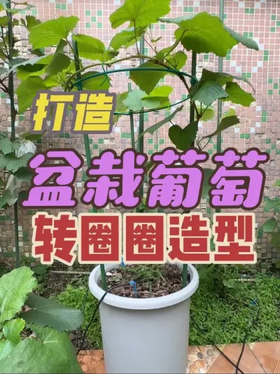 盆栽葡萄造型系列之：转圈圈造型；以这棵寒香蜜为例，分享一下如何打造转圈圈造型的盆栽葡萄。#盆栽葡萄#转圈圈葡萄 #寒香蜜