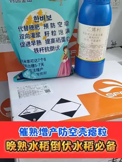 水稻增产催熟黄金搭档 解决水稻晚熟水稻倒伏问题，增产增收，防止空壳青壳#水稻种植 #水稻 #农资肥料 #吴平农资