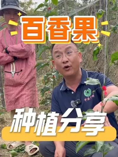 种植百香果，从栽种到管理，每一步都很关键！#农资肥料 #种植小技巧 #农业种植 #农资化肥 #百香果