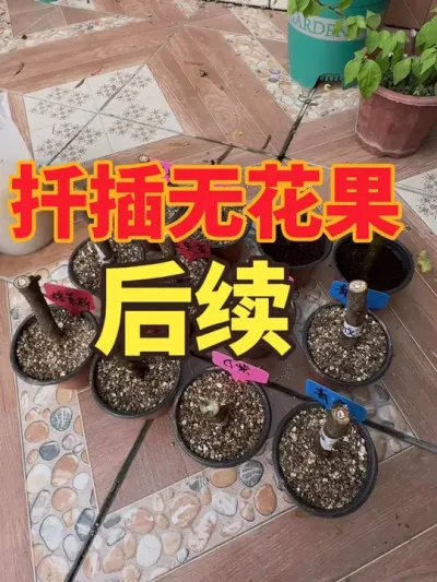 扦插无花果后续，海鲜市场2块一根的枝条还剩多少根？#盆栽无花果#无花果扦插