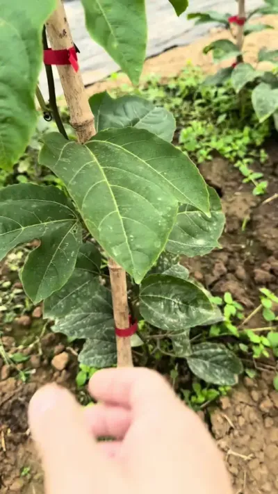百香果种得好不好，要看这两个点！#农业种植技术 #百香果种植