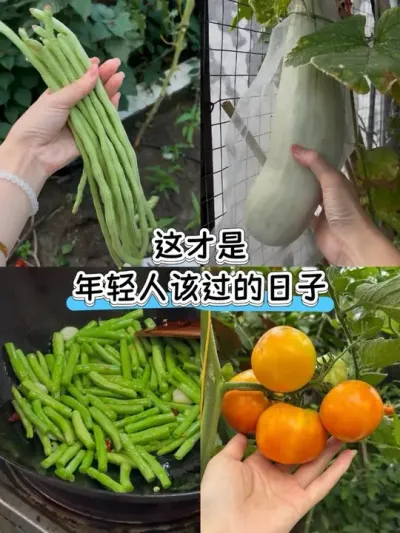 应该是今年最后一次采摘西瓜和甜瓜了吧！#新鲜采摘 #阳台种菜 #新农人计划 #日常分享 #二人食