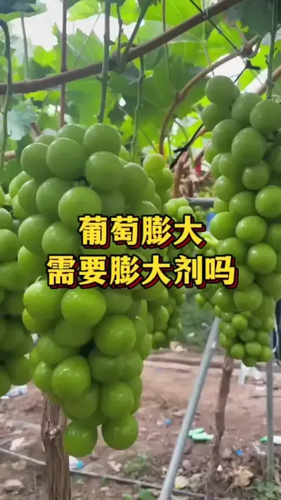 葡萄膨大，需要膨大剂吗#优质农产品 #葡萄种植 #阳光玫瑰葡萄