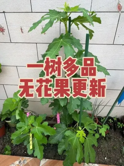 一树多品无花果最新长势更新，嫁接时间不同导致的长势差异该如何解决呢？#一树多品无花果 #无花果嫁接