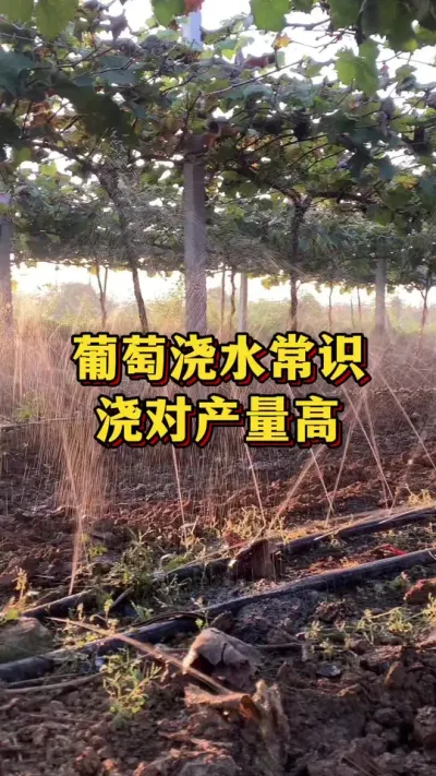葡萄浇水常识，浇对产量高#三农 #三农种植 #葡萄种植