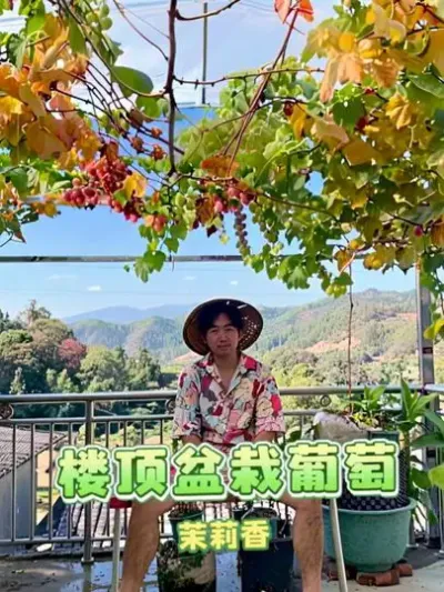 楼顶盆栽葡萄&hellip;&hellip;如何养出来一群茉莉香～#盆栽葡萄 #葡萄#种植小技巧 #家庭种植 #内容启发搜索