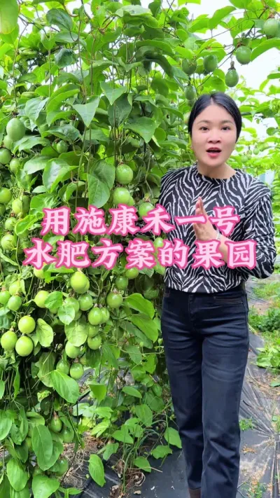 用施康禾一号的水肥方案果园都是满满的挂果量！#乡村守护人 #支持三农扶持三农发展 #抖音助农扶农 #百香果 #新农人计划2024 @抖音小助手 @DOU+小助手