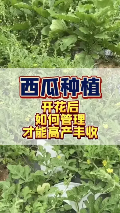 #西瓜种植 #西瓜管理 #增产增收 你家种的西瓜开花了吗？#增产增收才是硬道理 #农业技术推广