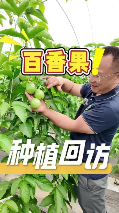 大棚种植配合我们的栽种方案，客户也种出了今年第一批百香果。想要了解方案的朋友们，欢迎评论区留言或私信咨询#百香果#大棚种植#三农#农业技术推广