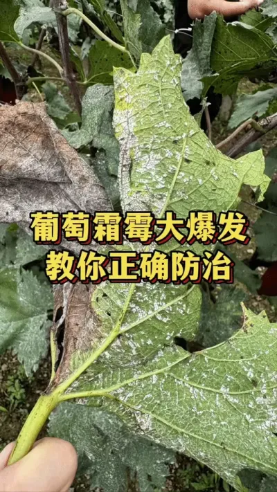 葡萄霜霉大爆发，教你正确防治#葡萄种植