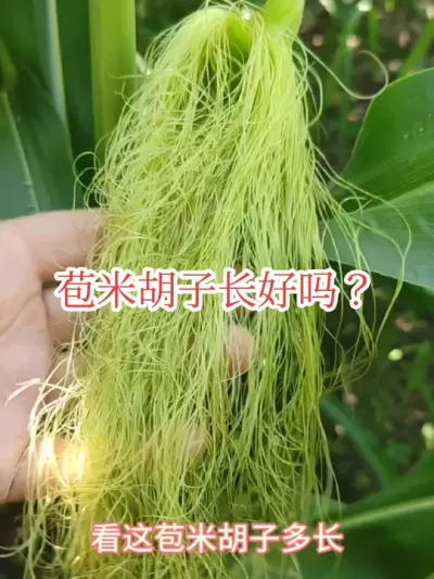 #来抖音学农技 #玉米花丝 #苞米胡子  苞米胡子长说明没授上粉，不是啥好事。
