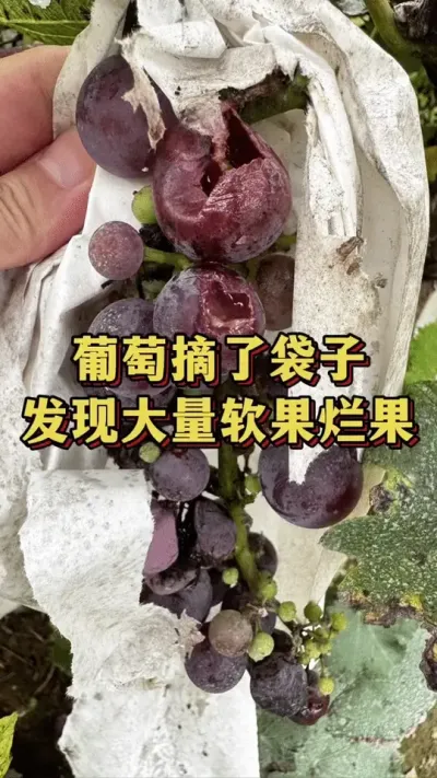葡萄摘了袋子，发现大量软果烂果#葡萄种植