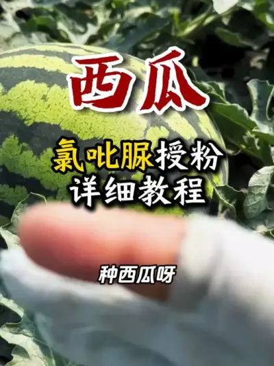 #西瓜种植 #大棚西瓜种植技术 #西瓜管理 #西瓜授粉