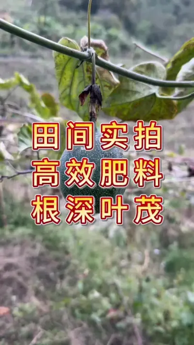 田间实拍 高效肥料 根深叶茂#农业 #三农种植 #助农 #种植 #热情果