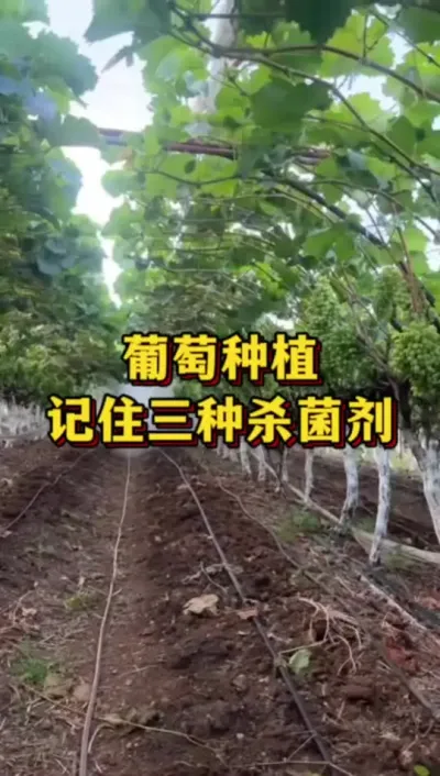葡萄种植，记住三种杀菌剂#优质农产品 #农业种植 #葡萄种植
