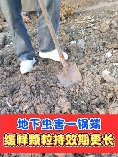 联苯噻虫胺缓释颗粒专除地下害虫 轻轻一撒解决地下害虫，持效期长管的久#农资肥料 #抖音助农 #联苯噻虫胺 #杀虫剂 #农资