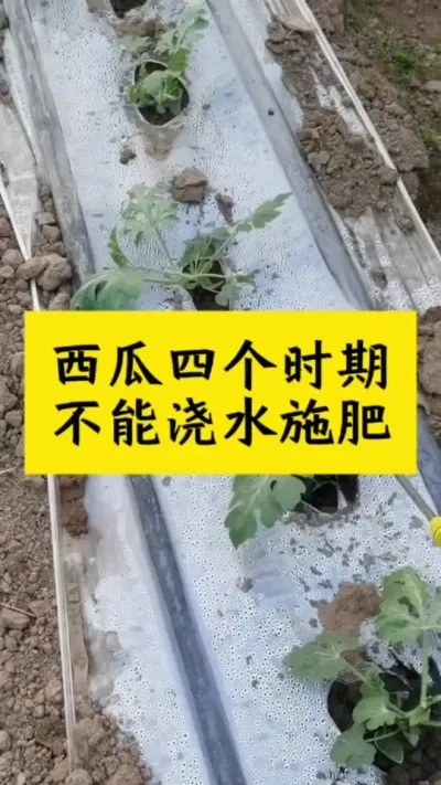 #西瓜种植 #大棚西瓜 #西瓜种植#西瓜种植技术