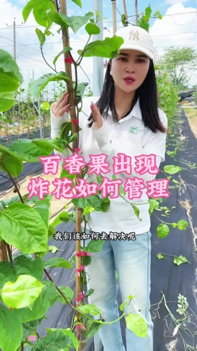 百香果出现炸花如何管理！#乡村守护人 #三农 #助农#百香果 #我的乡村生活 @抖音小助手 @DOU+小助手