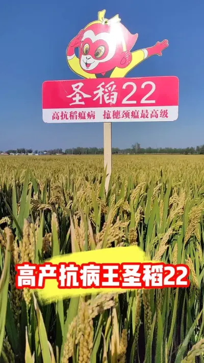 高产抗病王圣稻22就是强#圣稻22 #高产水稻 #水稻种植 #抖音助农 #农资肥料
