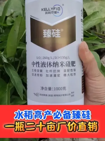 臻硅，中性液体纳米硅肥，水稻高产必备 正品保障，厂价直销，一瓶二十亩，复配综合防治使用#水稻种植 #水稻高产技术 #农资肥料 #农资 #农业种植