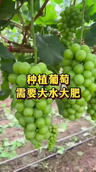 葡萄种植，需要大水大肥#葡萄种植