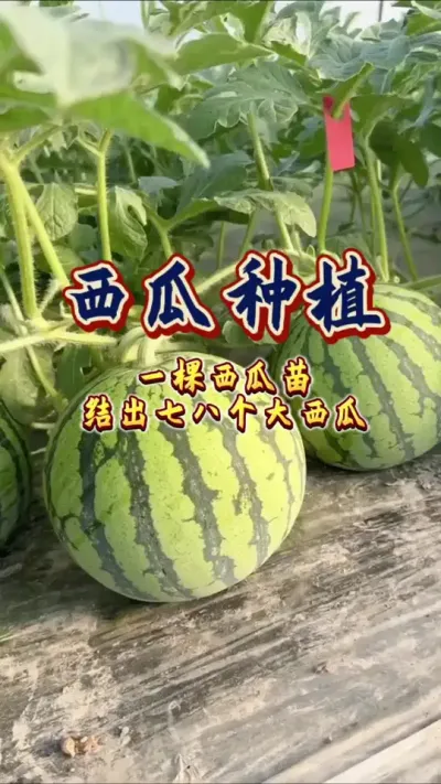#西瓜种植 #增产增收才是硬道理 #生根壮苗 #农业技术推广 #西瓜