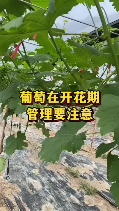 葡萄在开花期，管理要注意#优质农产品 #农业种植 #果树种植