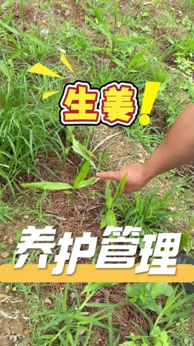 生姜养护管理，一定要确保选苗和养苗的细节。细节已到位，种植就事半功倍。#生姜#种植技术#农业技术推广#三农