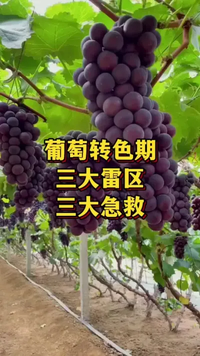 葡萄转色期，三大雷区，三大急救#优质农产品 #三农 #葡萄种植