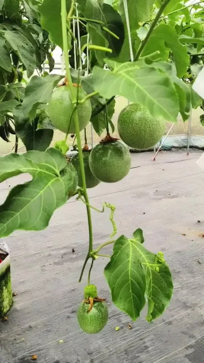 钦蜜9号黄金百香果还能不能种！#优质农产品 #农业种植技术 #黄金百香果种植技术 #种植基地 #百香果用肥