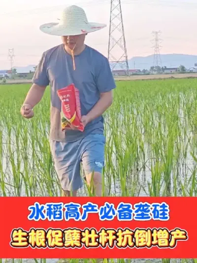 水稻高产必备垄硅只要五块钱一斤 生根促分蘖，茎杆粗壮抗倒伏，活化土壤提高肥料利用率#垄硅 #水稻种植 #水稻 #农资肥料 #农业种植