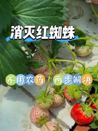 消灭草莓红蜘蛛，亲测安全有效无农can🍓 一共分为两步，适合阳台小面积种植的小伙伴们！#阳台种植 #盆栽草莓 #草莓红蜘蛛 #苦楝油 #