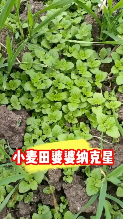 小麦田婆婆纳还是用《麦狄》 #小麦种植 #小麦除草剂 #小麦除草 #农资肥料 #农业种植