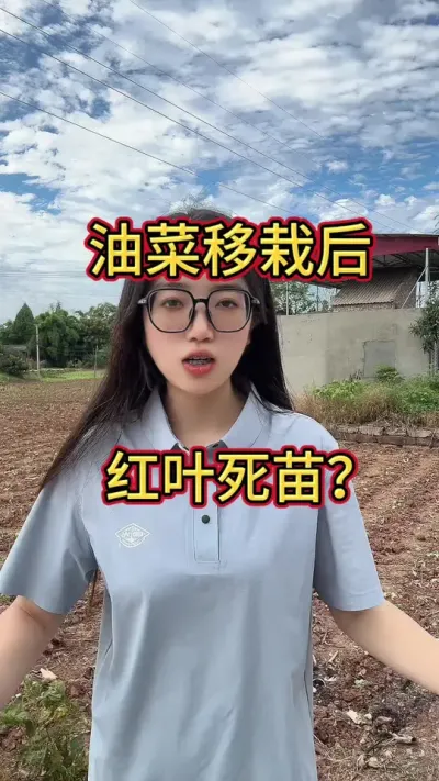 油菜移栽后，油菜红叶坐蔸死苗怎么办？#涨知识 #三农种植