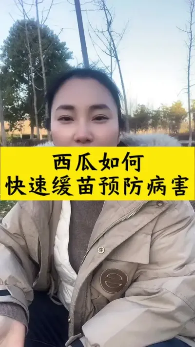 西瓜如何快速缓苗，生根快，不得病害#西瓜种植 #西瓜种植技术#种西瓜#大棚西瓜