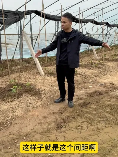 规划百香果种植耕元素四株同时上架模式#种百香果教程 #农业技术推广 #百香果种植模式 #果园管理 #钦蜜9号百香果