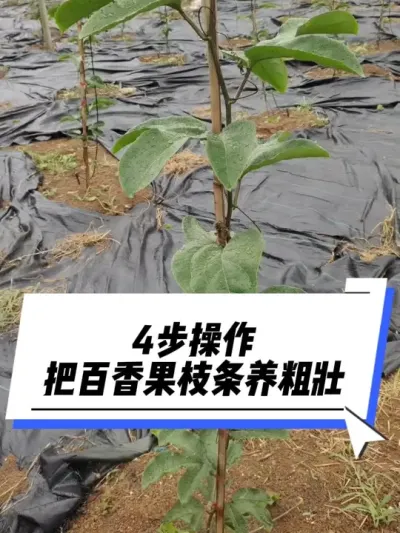 4步操作，把百香果枝条养粗壮！#百香果种植#种百香果管理#百香果技术#百香果施肥#百香果苗
