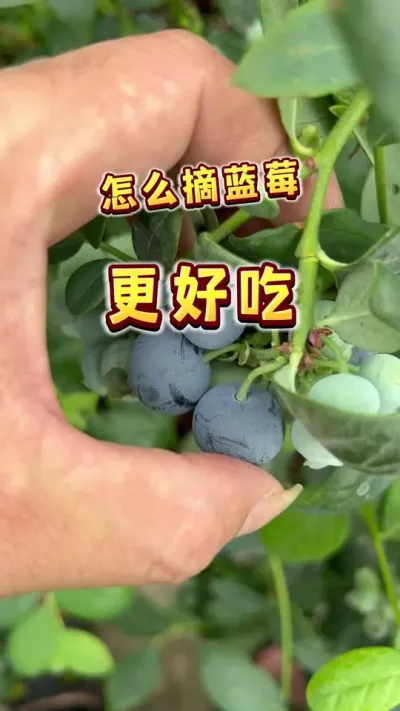 自己种的蓝莓熟了吗，你就摘下来吃？有没有一种可能，你觉得它口感不好是因为这不是它的最佳状态？#盆栽蓝莓 #楼顶果园 #蓝莓熟了#大数据把我推给爱吃蓝莓的人 #内容启发搜索