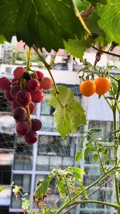 惊呆了我家猫居然喜欢去水里拉粑粑？我咋不知道他不怕水呢？#阳台种植 #vlog日常 #采摘 #我的小菜园 #下班后的日常