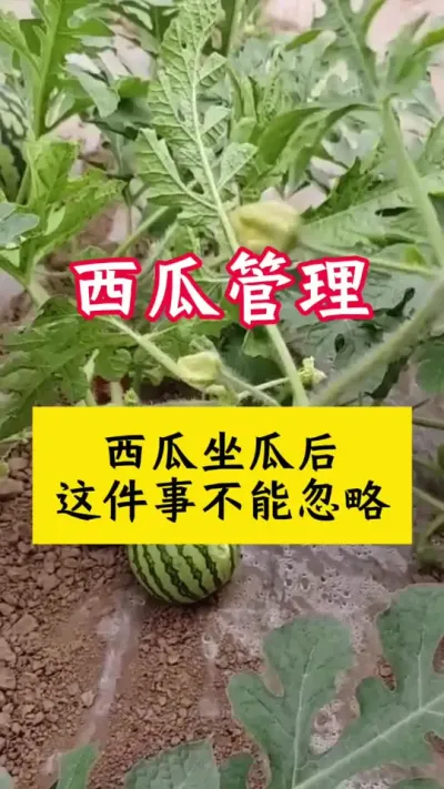 #西瓜种植 #种西瓜 #西瓜种植技术#西瓜病害 #大棚西瓜