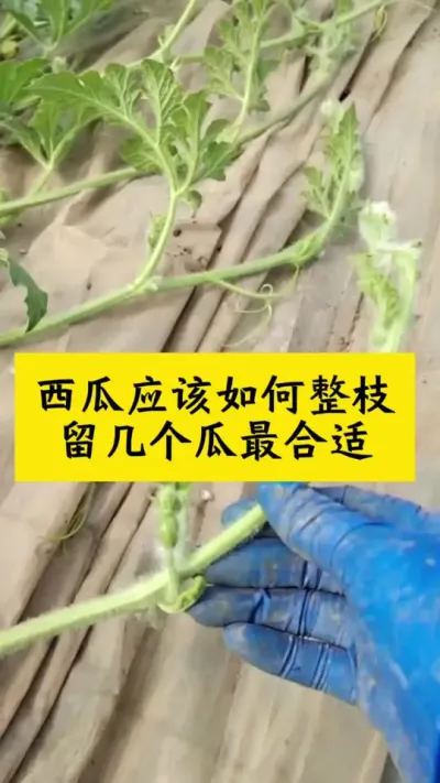 #西瓜种植#西瓜种植技术#种西瓜#西瓜整枝 #西瓜管理