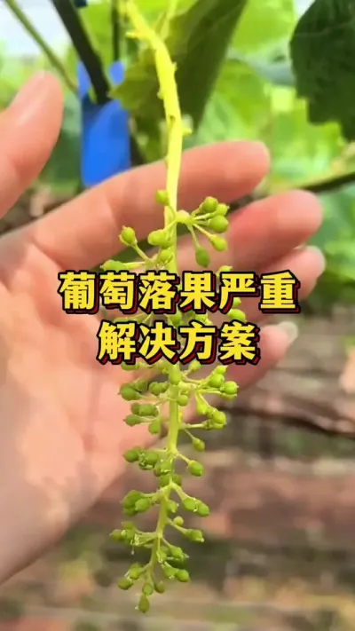 葡萄落果严重，解决方案#农业种植 #种植小技巧 #葡萄种植