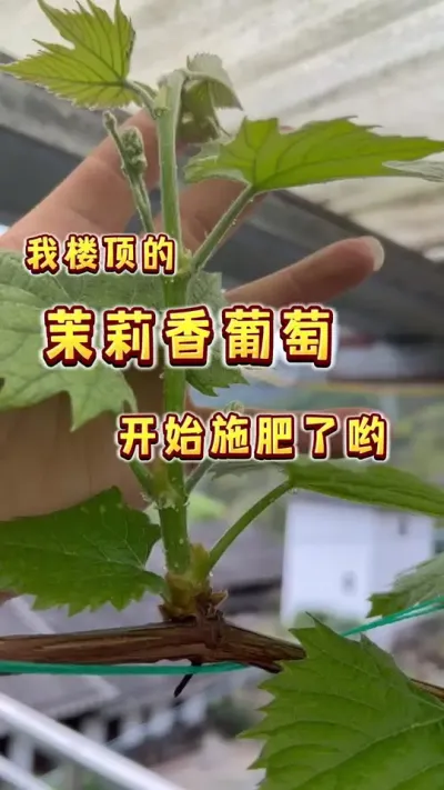 去年养在楼顶的茉莉香葡萄盆栽，出花展叶，吃果指日可待了哟，施肥跟管理要跟上#楼顶果园 #盆栽果树 #葡萄 #小院时光 #春天
