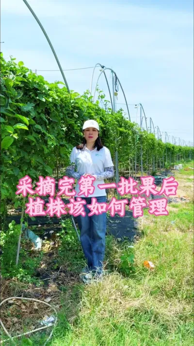 百香果采摘完第一批果后，植株我们如何管理！#乡村守护人 #服务三农支持三农 #抖音助农 #百香果 #新农人计划 @抖音小助手 @DOU+小助手