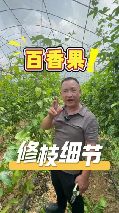 百香果的修枝小细节，让发哥分享给您。#百香果#修枝剪#农业技术推广#种植小技巧