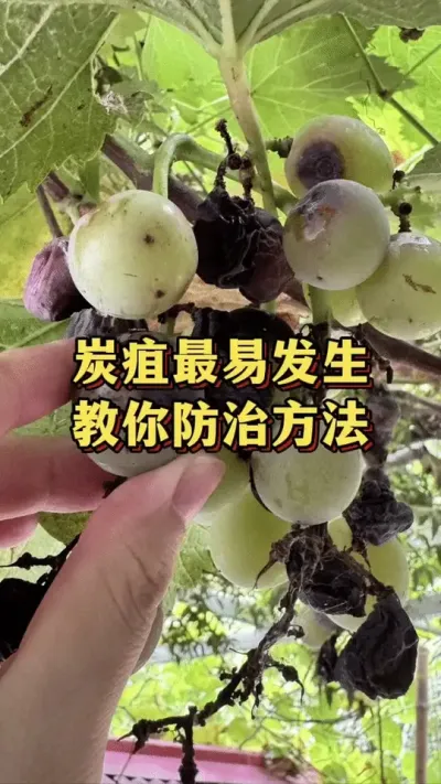 炭疽最易发生，教你防治方法#优质农产品 #农业种植 #葡萄